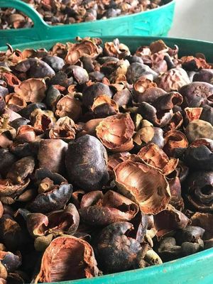 10% 30% Polyphenol UV Natural Food Additives Mangosteen Fruit Extract Powder