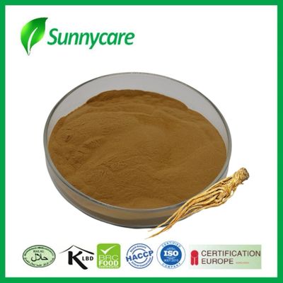 Extracto de raiz de Dong Quai em pó Angelica sinensis