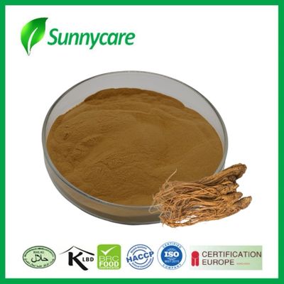 Dong Quai Extracto Angelica sinensis Aumentar a Imunidade Alimentos Funcionais Bebidas Energéticas